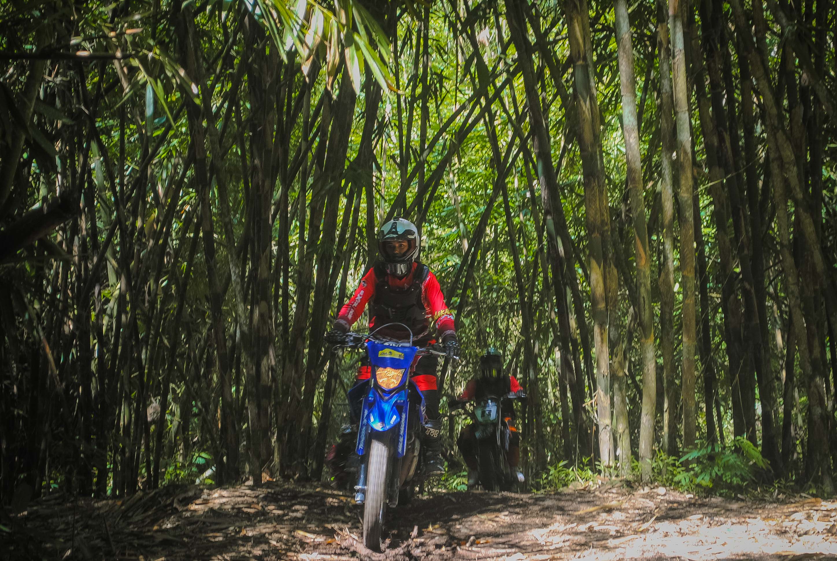 Bamboo Forest