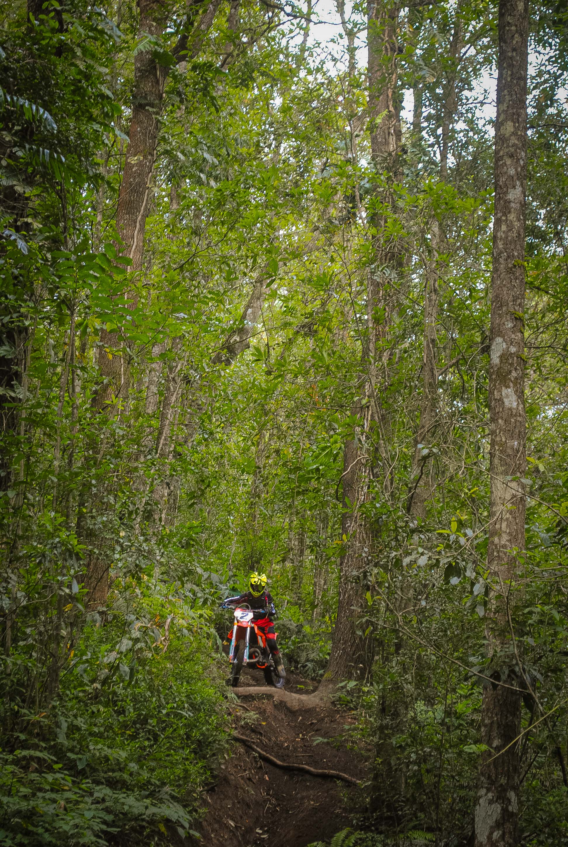 Jungle Trail